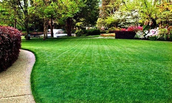 Green lawn clearance care