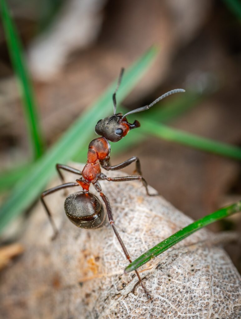 Fire Ant Control On Lawn